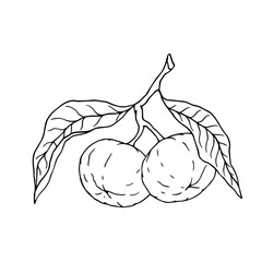 Line sketch of a tropical mandarin fruit. Vector graphics.