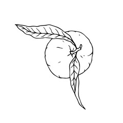 Line sketch of a tropical mandarin fruit. Vector graphics.