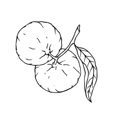 Line sketch of a tropical mandarin fruit. Vector graphics.