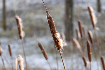 A bunch of dried up plants with a brown stem. The stem is covered in white fuzz. The plants are in a field