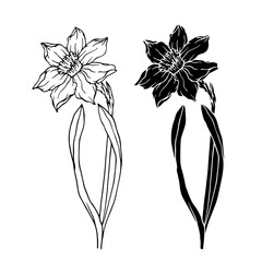 Botanical sketch, silhouette of spring daffodils. Vector graphics.
