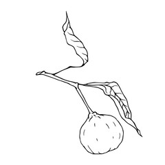 Line sketch of a tropical mandarin fruit. Vector graphics.