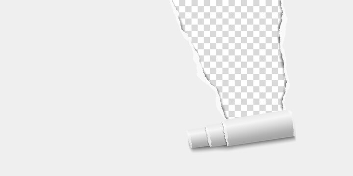 Vector piece of paper torn out from above, rolled up. Transparent backgrounf under it.