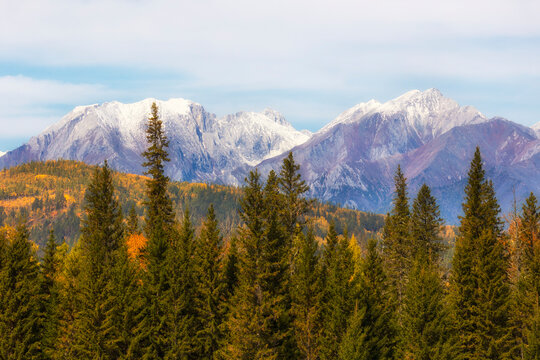 A beautiful autumn forest with bright yellow larches against a backdrop of snow-capped mountains. Tunka Valley. Buryatia, Russia.