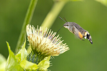 Taubenschwänzchen an Kohldistel © Aloisia