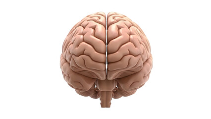 View of a realistic human brain with detailed gyri and sulci isolated on a transparent background