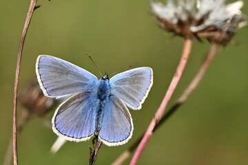 butterfly on a leaf