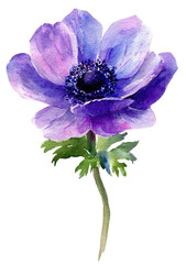 Watercolor illustration of a single vibrant, purple and blue anemone flower with green stem