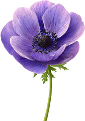 Close-up of a vibrant purple anemone with a dark center, stem and green leaves against black