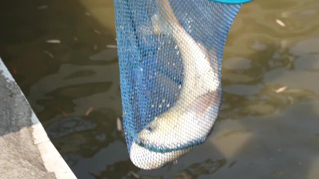 Close up of fishermen pull the carps out of the pond. Slow motion.