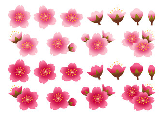 桜の花の花弁や蕾のセット
