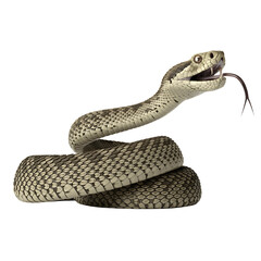Venomous rattlesnake coiled and ready to strike, with forked tongue flicking, isolated on white