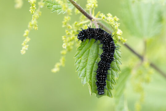 Raupe eines Tagpfauenauges an einer Brennnessel