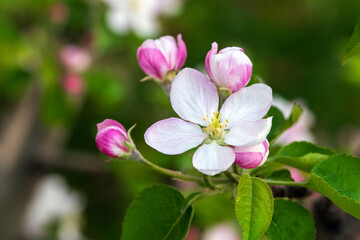 Obraz premium Fresh Apple Blossoms in Natural Light