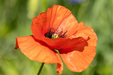 Fototapeta premium Blüte vom Klatschmohn