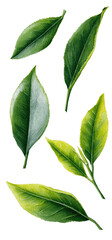 Artistic rendering of several green leaves, showing subtle veins and a natural, healthy appearance