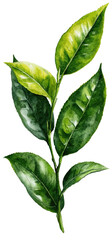 A watercolor illustration of a tea plant sprig with glossy, vibrant green leaves.  It is isolated on a black background