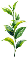 A watercolor illustration of a green tea plant branch with lush, verdant leaves and a dark background