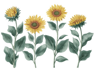 Watercolor illustration of four sunflowers with detailed yellow petals and green leaves