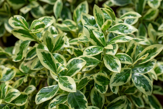Closeup of the foliage (leaves) of variegated boxleaf euonymus ( Euonymus japonicus 'Microphyllus Aureovariegatus')