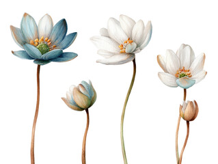 Watercolor illustration of anemone-like flowers on slender stems, against a dark background