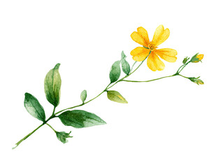 Delicate watercolor illustration of a yellow flower with buds and leaves on a black background