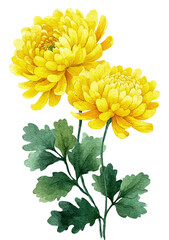Watercolor illustration of two vibrant yellow chrysanthemum blooms with green leaves