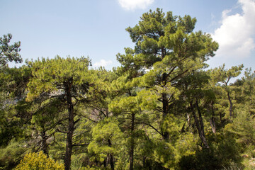 Pine is the name given to coniferous species that include forest trees from the Pinus genus of the Pinaceae family. © Esin Deniz