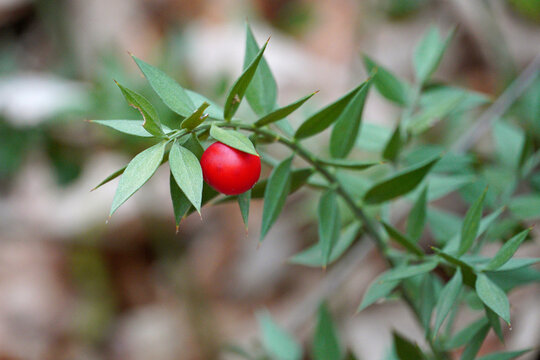  Relict evergreen plant butcher's broom pontic ruscus cladodes spines bright red spherical berry nature winter forest