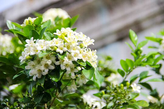 Kemuning flowers (Murraya paniculata) bloom beautifully with a fragrant smell. aromatherapy and perfume ingredients