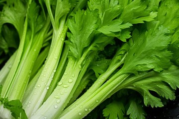 Obraz premium Freshly harvested celery with vibrant green leaves and stalks covered in water droplets