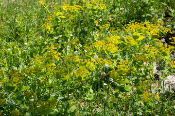 Obraz premium Smyrnium perfoliatum is a plant species from the Smyrnium genus of the Apiaceae family.