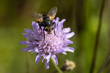 Schwebefliege auf einer Witwenblume © Aloisia