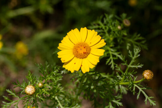 Glebionis coronarium Sin: Chrysanthemum coronarium - Yellow daisy flower