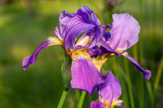 Iris pallida or Iris germanica, Iris cinsine bağlı &ccedil;i&ccedil;ekli bir bitki t&uuml;r&uuml;d&uuml;r.