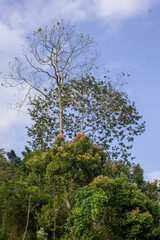 Obraz premium Tall deciduous tree with bare branches overlooking the lush green tropical forest canopy against a bright blue sky with white clouds.