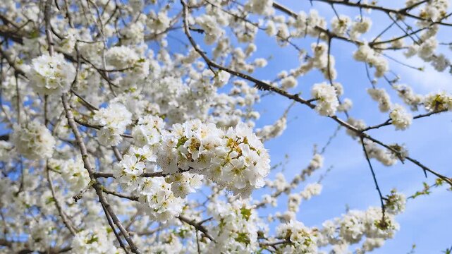 Video of abundant white cherry blossoms blooming on branches and gently swaying against bright blue sky. Fresh spring scene with delicate flowers moving in light breeze. Spring time. Hello spring.