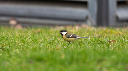 Great Tit searching for Food on the Ground in the Grass - Garden Birds of Europe. High quality photo © Aleksandra