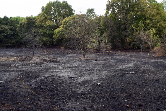 Scorched landscape in the aftermath of a grass wildfire