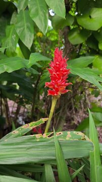 Wild spiral ginger displaying bright red bracts among dense green tropical undergrowth