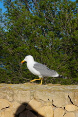Seagull on rocky wall and trees in background