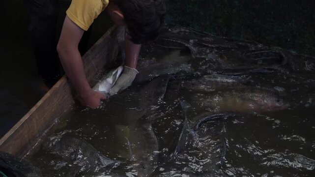 4K Tilapia Seedling Production &ndash; Aquaculture Industry, Fish Farming Seedling Process, Sustainable Seafood Supply, Agribusiness and Food Security Concept