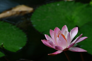 水面に優雅に浮かぶ