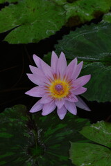 水面に優雅に浮かぶ