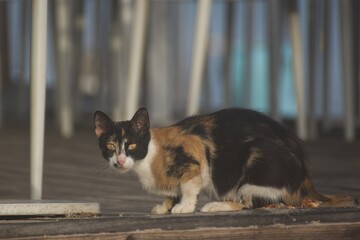A calico cat with bright yellow eyes sitting on a wooden terrace, looking alert © Petr Škorňák