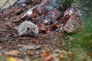 European hedgehog (Erinaceus europaeus) walking in forest. The west European hedgehog is native to Europe and can survive across a wide range of habitats. © Rudolf