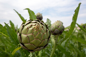 Fototapeta premium Green fresh organic artichoke field - Torbali, Izmir, Turkey