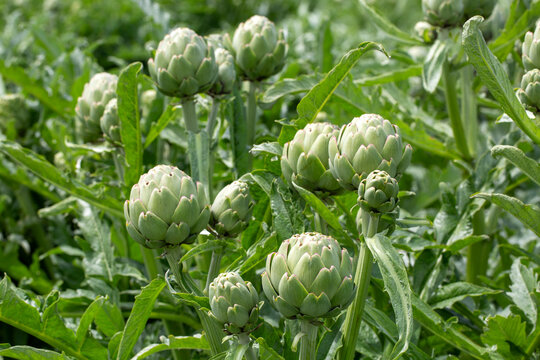 Green fresh organic artichoke field - Torbali, Izmir, Turkey