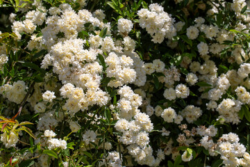 Rosa banksiae, common names Lady Banks' rose; is a species of flowering plant in the rose family.