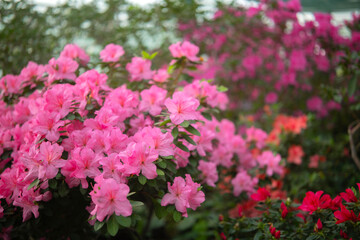 Obraz premium Blooming pink azalias flowers, azalia flowers in a greenhouse